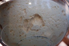 THE BEAST sourdough starter 10 sourdough yeasts in 1 starter @fresh d