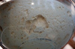 SOURDOUGH STARTER yeast San Francisco BEAST baking supplies bake @ d