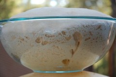 SOURDOUGH STARTER yeast San Francisco BEAST baking supplies bake @ d