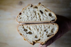 NEW sourdough yeast starter, fresh old san francisco culture @fresh wharf