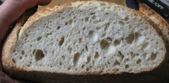 sourdough pizza starter yeast, from san francisco, sally @