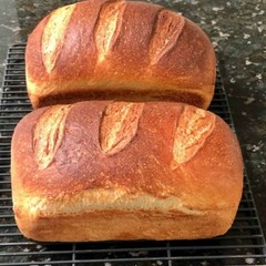 DEHYDRATED SOURDOUGH STARTER – SAN FRANCISCO – 15 GRAM BAG