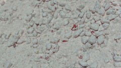 “NEW”Strawberry Mousse Mix & Strawberry Cream  Real Fruit From Italy-600g(1.3Lb)