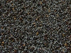 European Poppy Seed (GROUND, UNGROUND, OR… Home-Made Filling and Fresh)