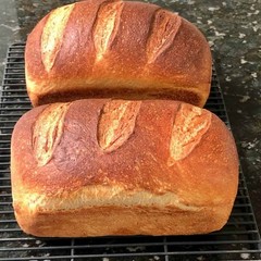 Dehydrated Sourdough Starter ORGANIC – San Francisco – 15 Gram Bag