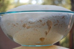 STARTER yeast San Francisco BEAST RECIPES mix bread yeast flour machine hand d