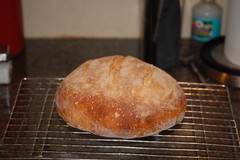 * Gluten Free Z0URDOUGH BREAD STARTER San Francisco (SAMMy) plus recipes
