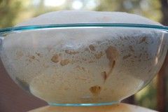 live SOURDOUGH STARTER SOURDOUGH San Francisco BEAST+ RECIPES fresh d