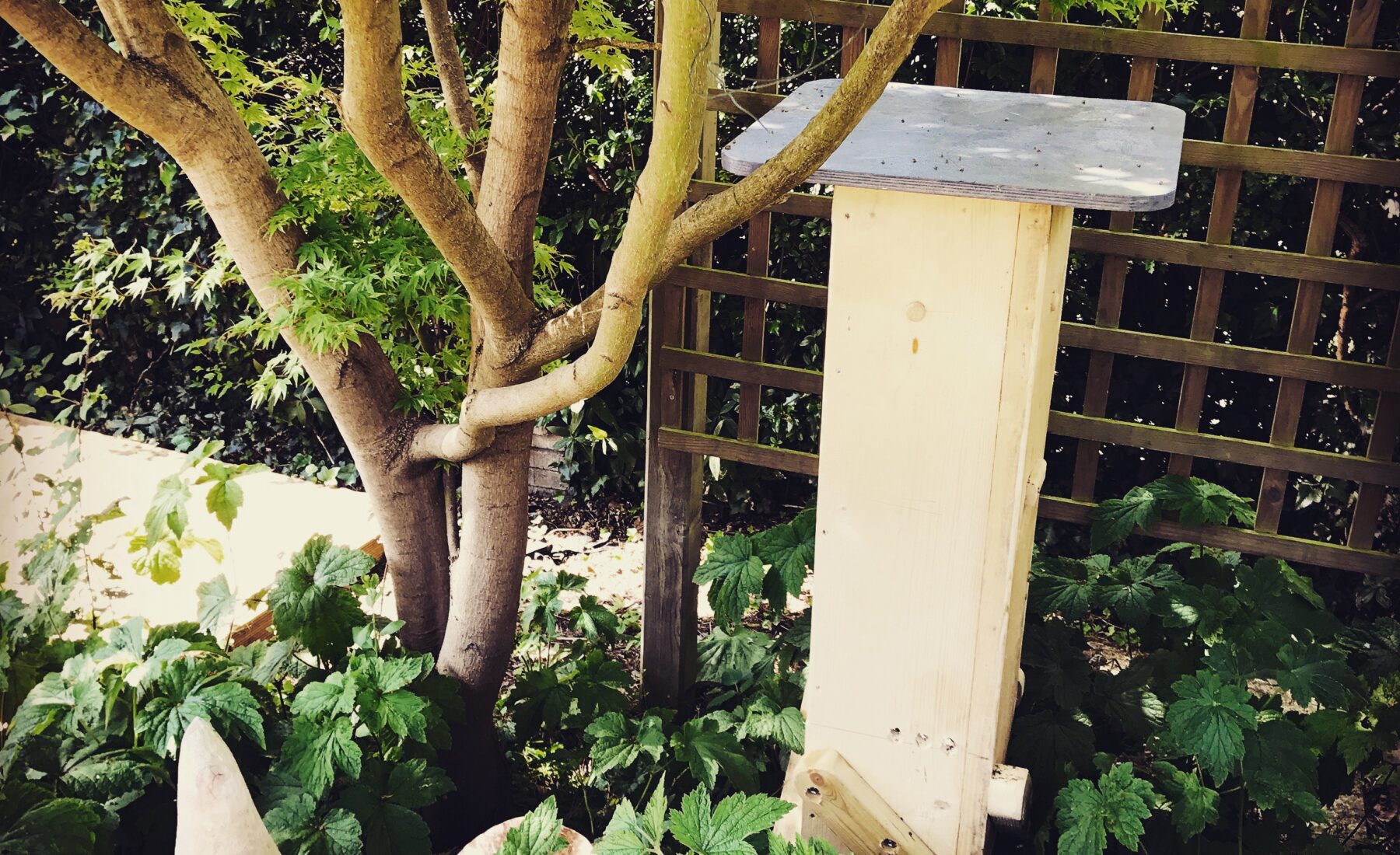 Beehive in its new home
